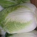 Good Quality of Fresh Cabbage From China